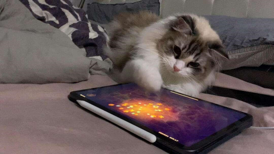 逗猫